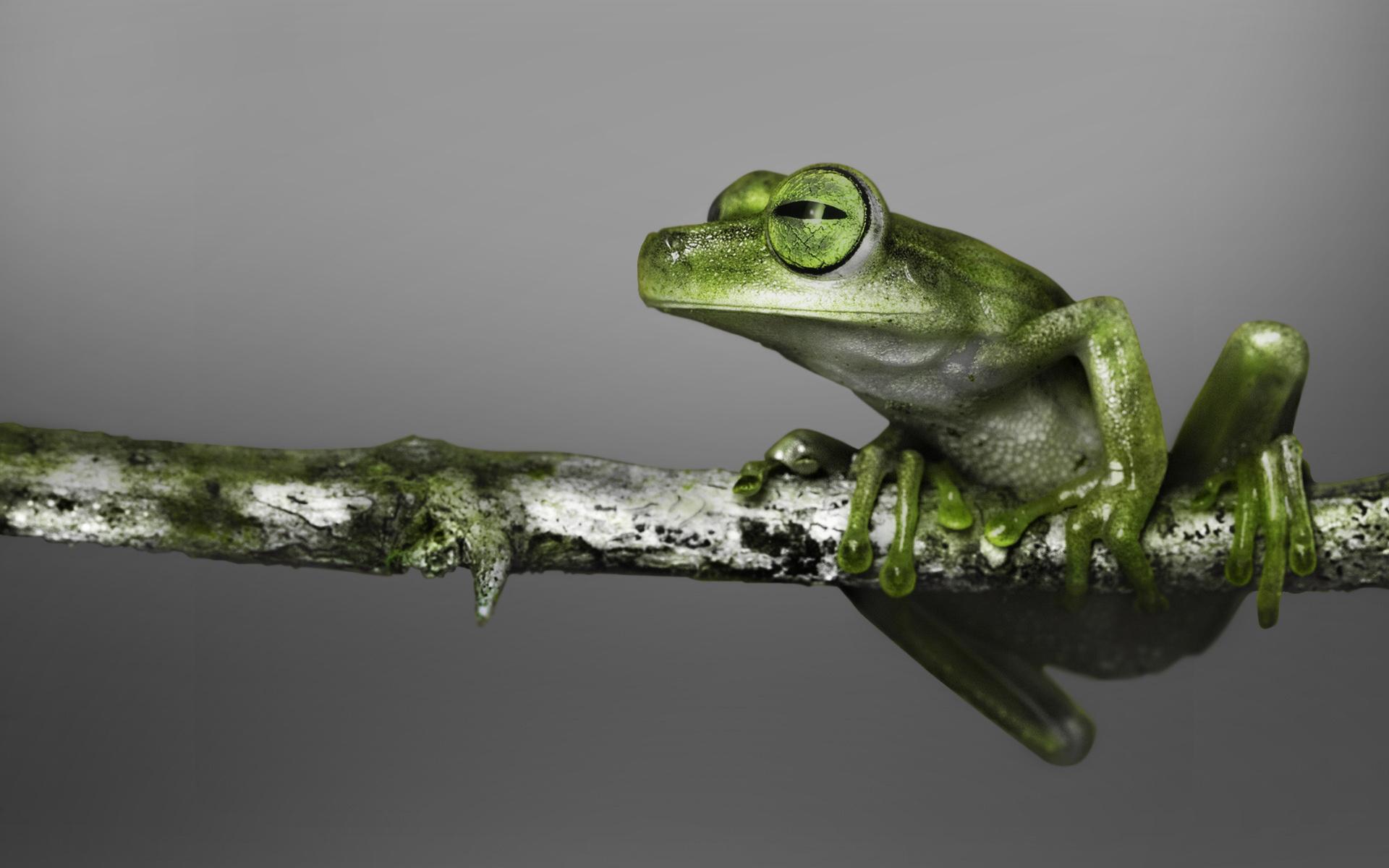 Green Frog Wallpaper images