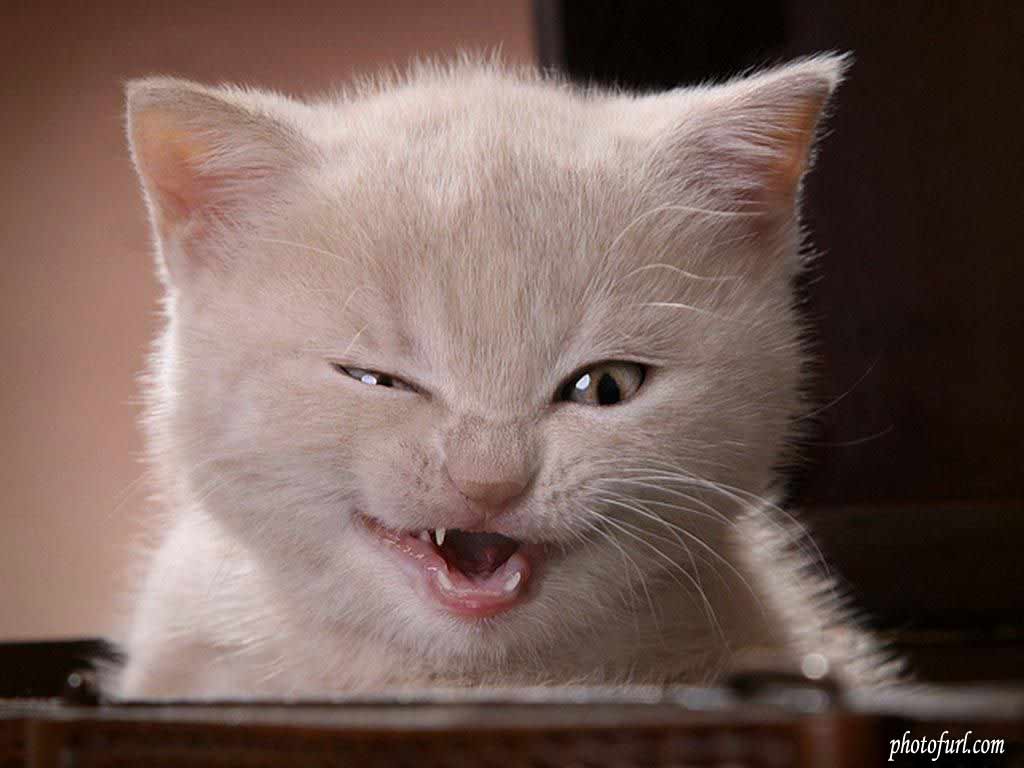 Funny Cat Wallpaper 13 Download Free Wallpapers