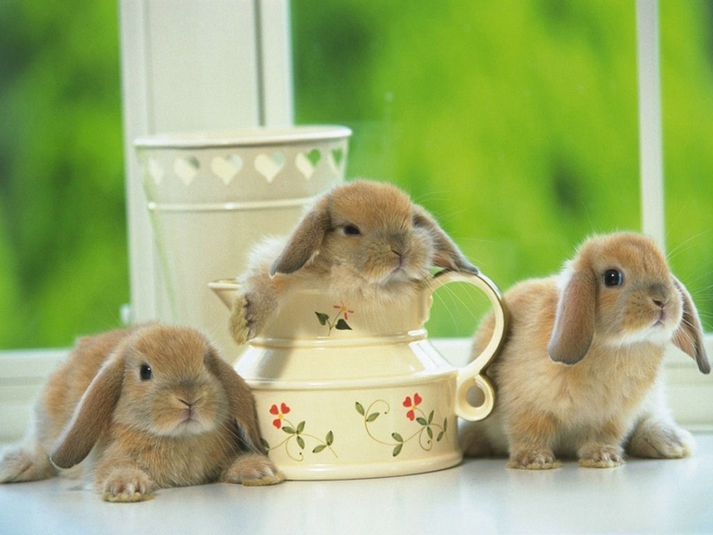 Bunny Rabbits Image Wallpaper Photos
