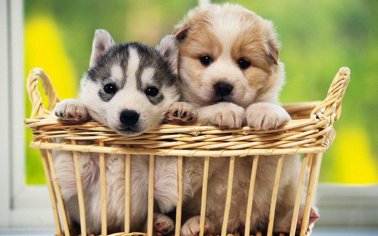 Dog Aesthetic Wallpaper