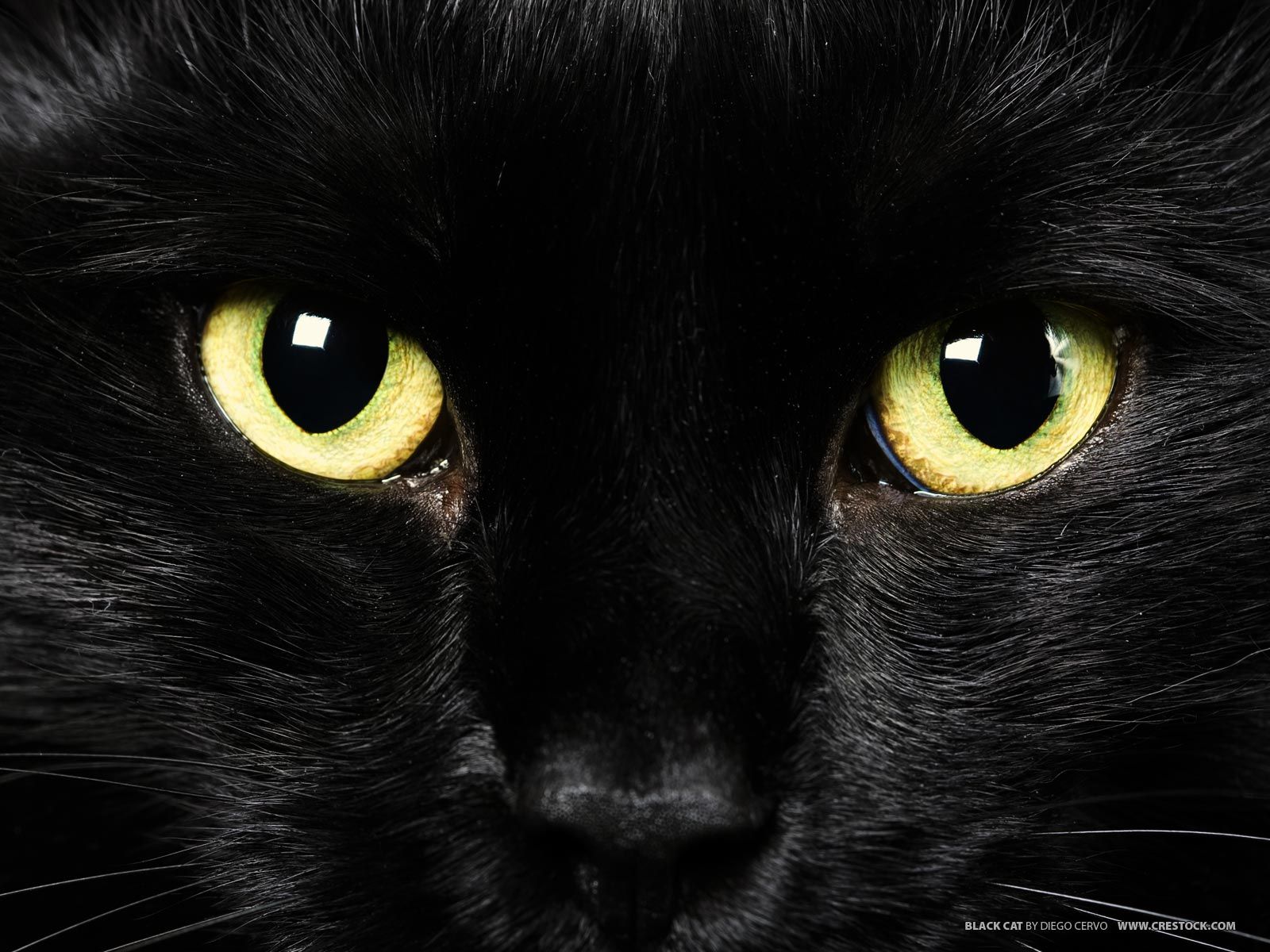 Black Cat With Green Eyes Blue