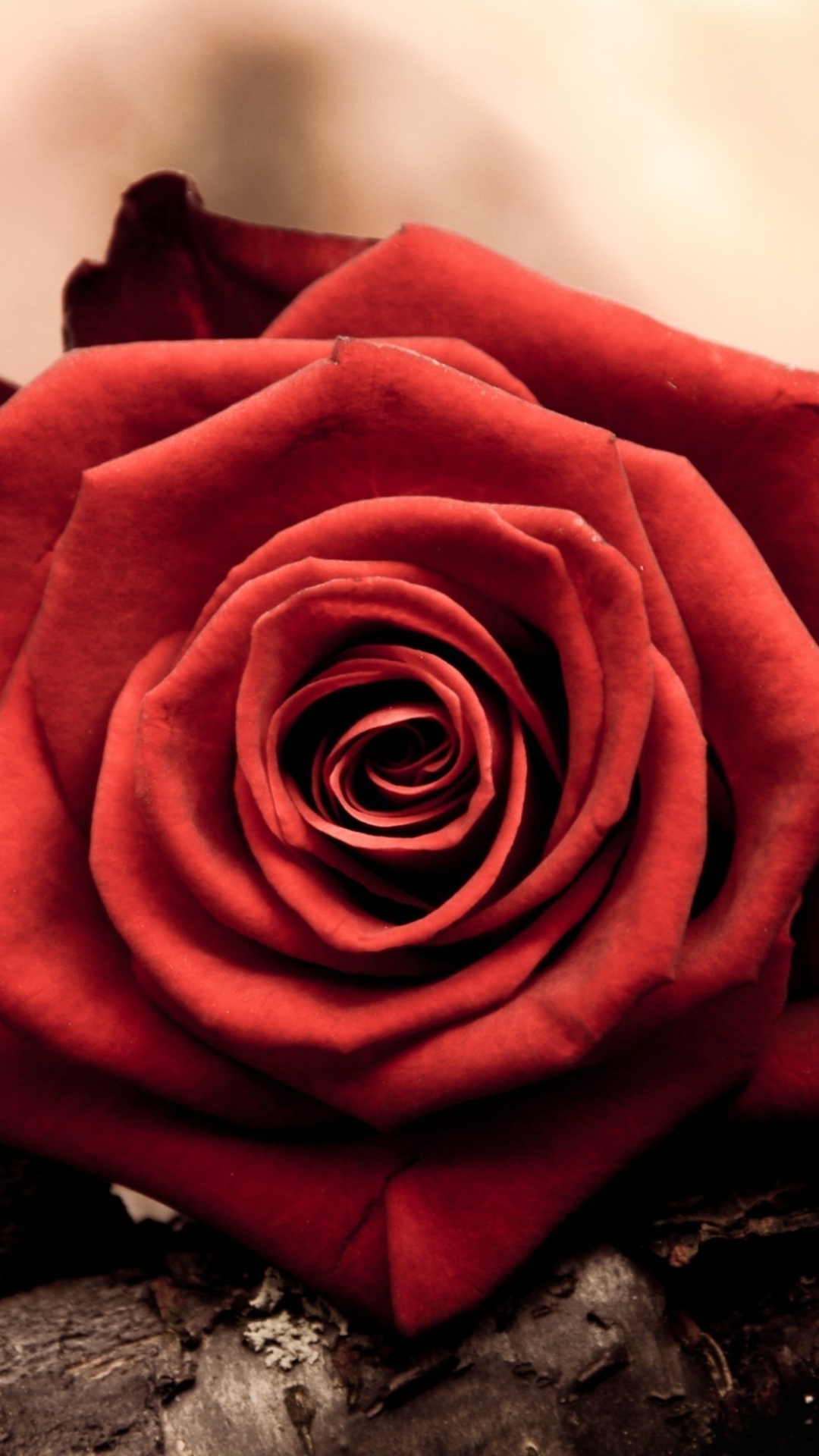 Free Download Rose Bud Red Petals Macro Iphone 6 Wallpaper