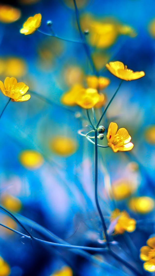 Photo Bokeh Wallpaper Yellow Flowers Blue
