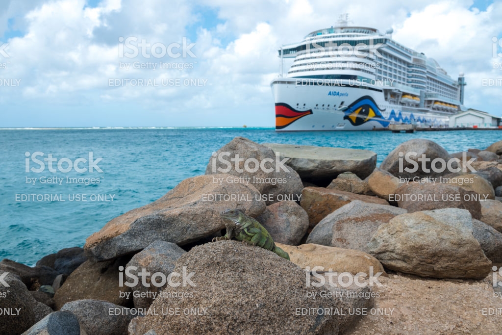 Iguana On Stone With A Large Cruise Ship In The Background Aruba
