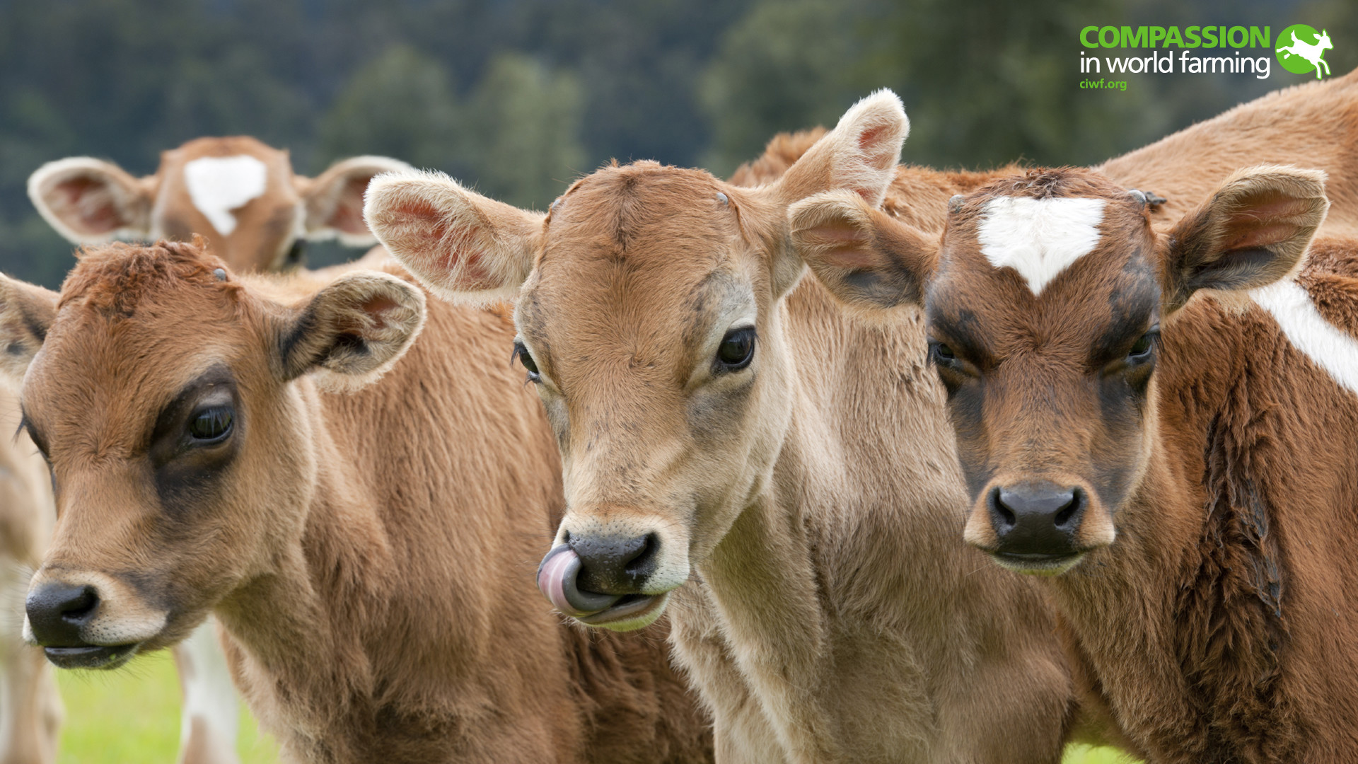 Farm Animals Wallpaper