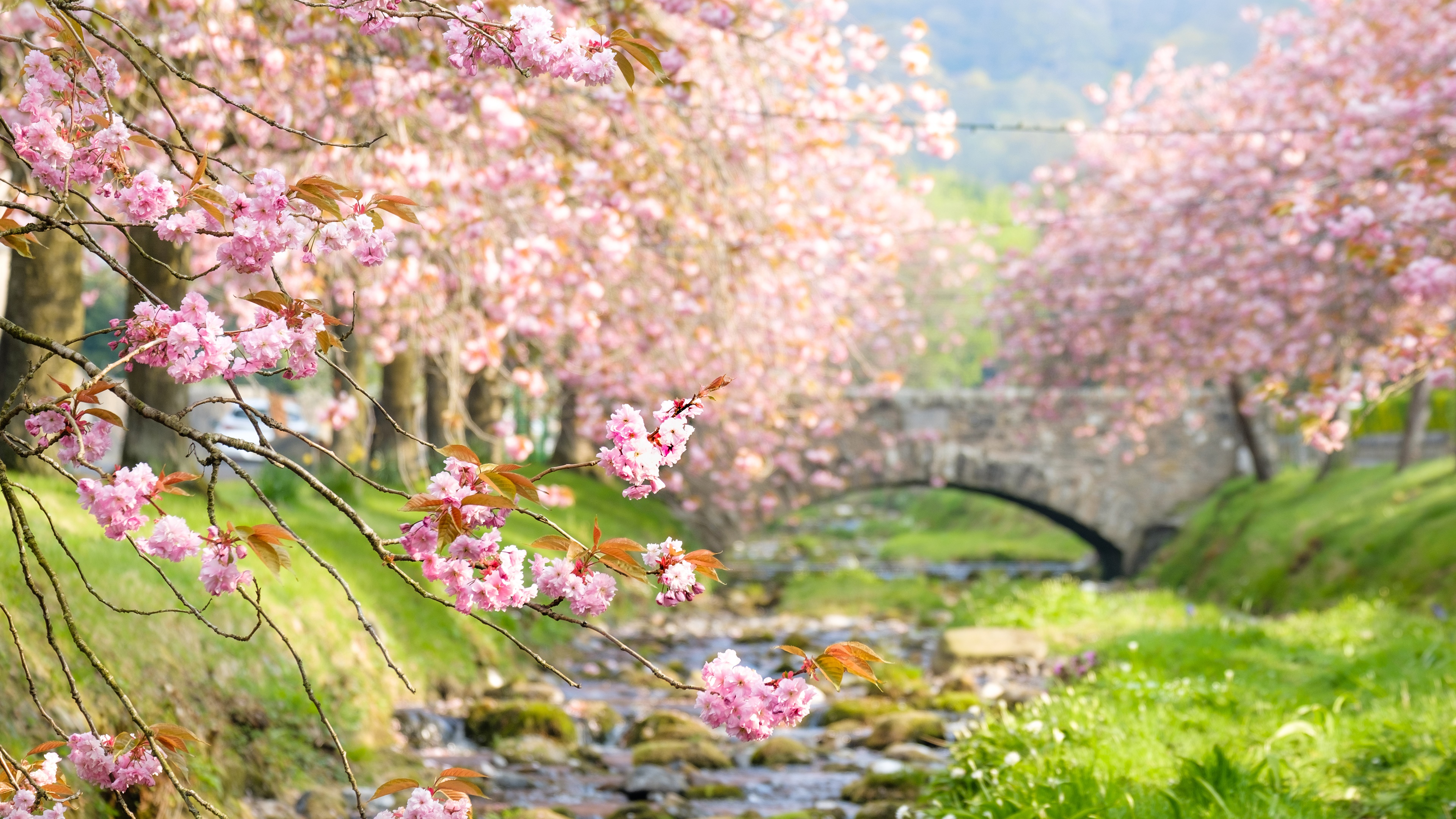 Cherry Blossom Tree 4k Wallpaper HD Flowers