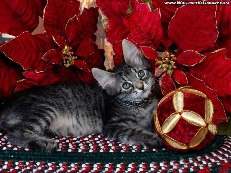 Christmas Cat Desktop Wallpaper