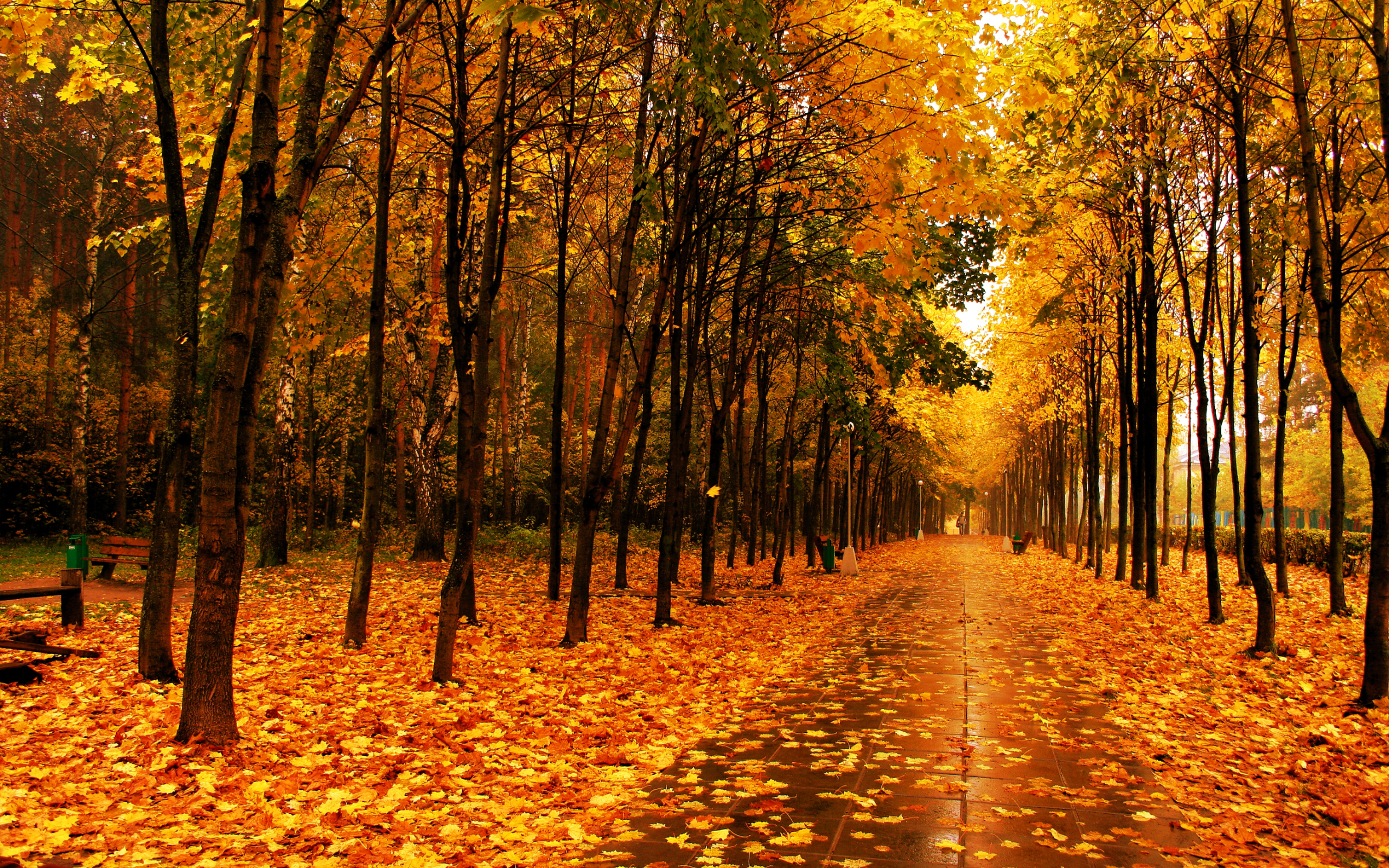 Fall Trees Screensavers Wallpaper HD Background Desktop