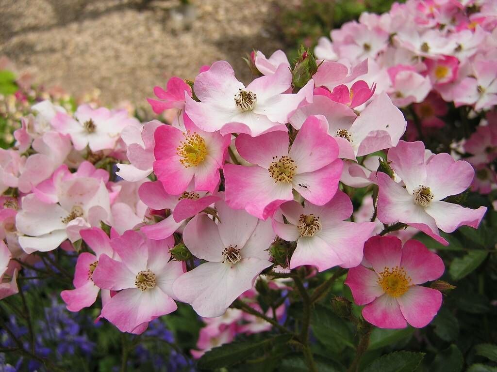 Pink And White Flowers Wallpaper