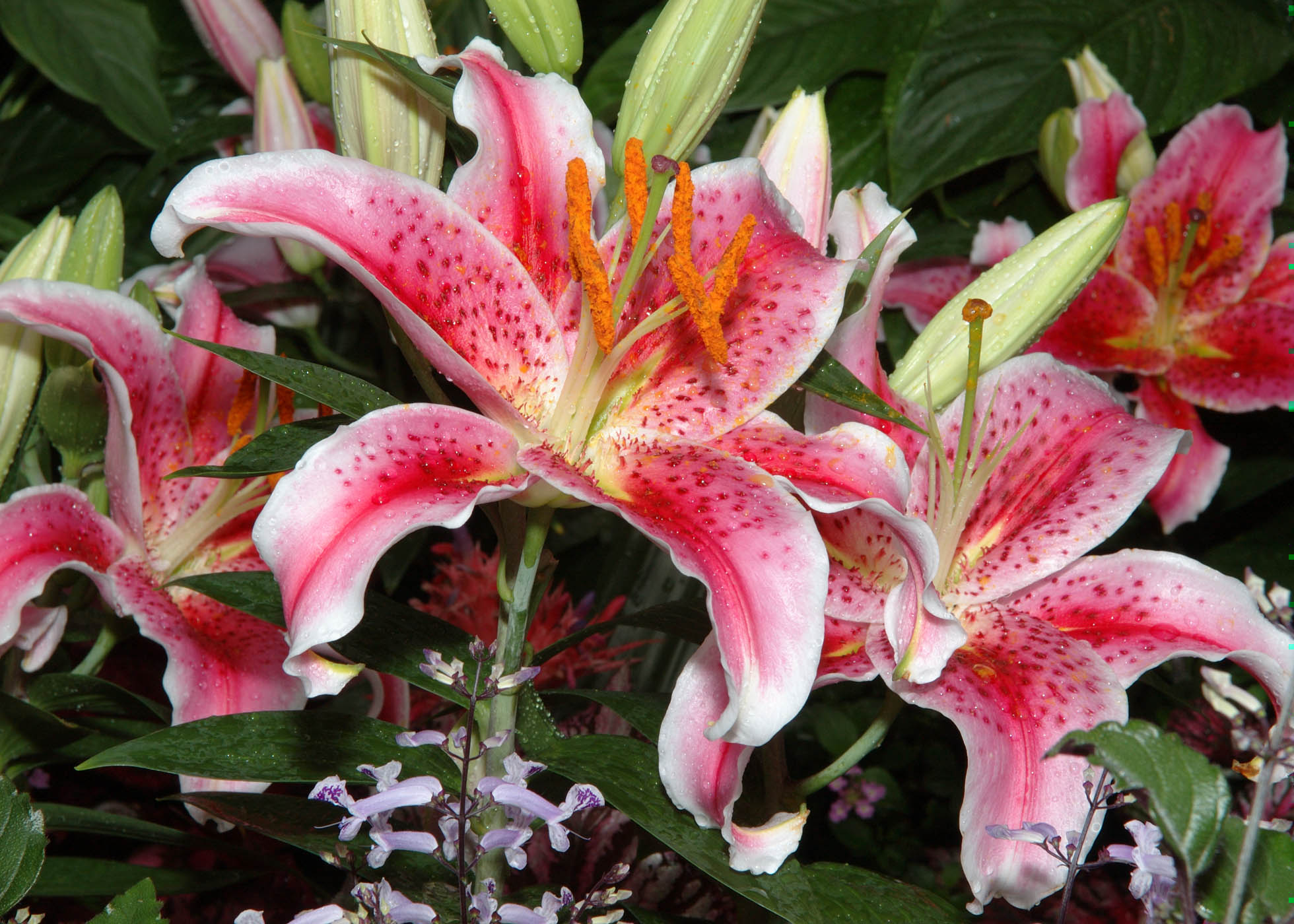 Stargazer Lily Background With Over Flower Widescreen Pink Lilyjun