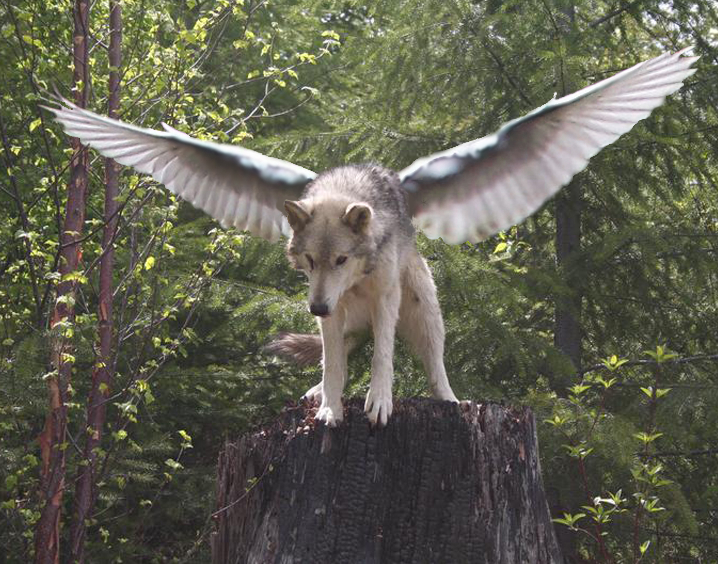 Winged Wolves Photo