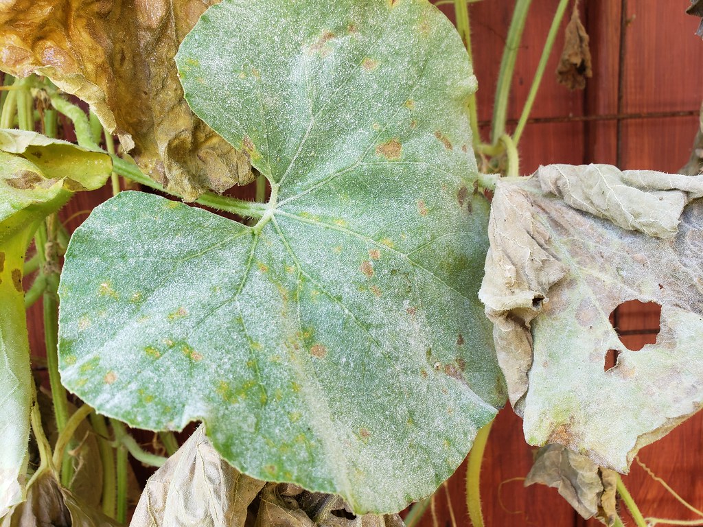 Powdery Mildew or Downy Mildew or both   Tomatoville Gardening