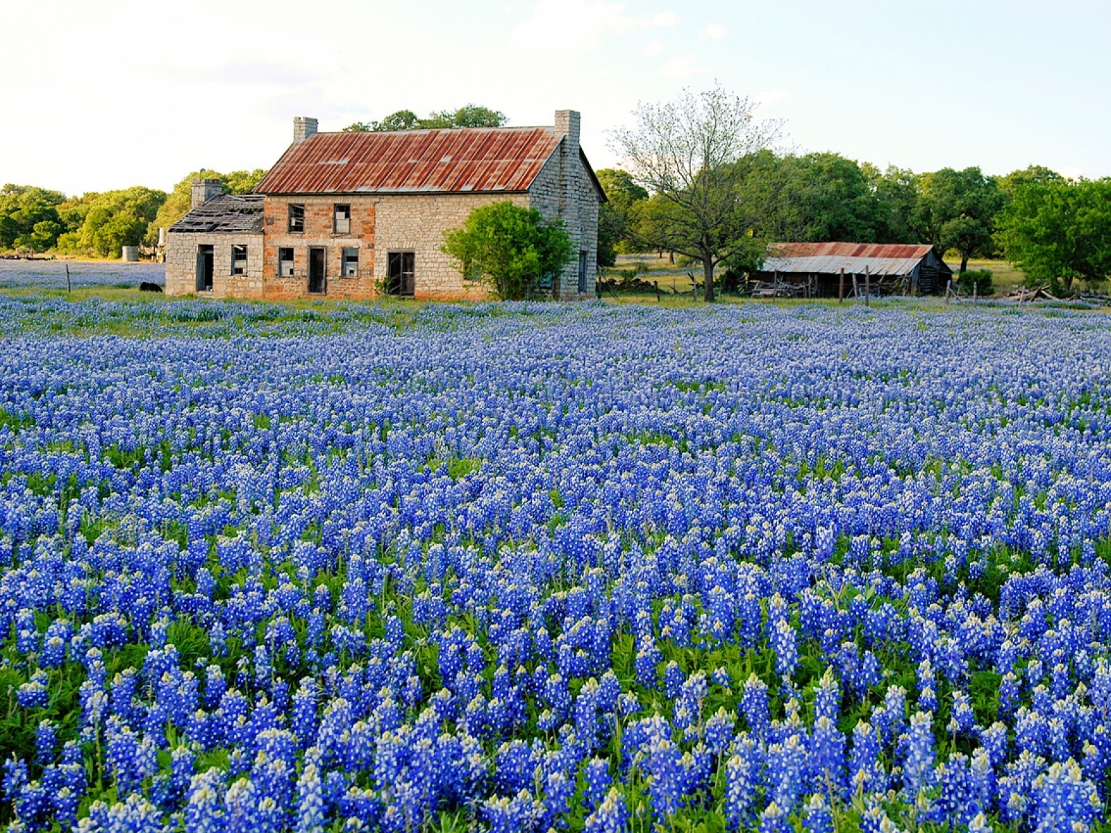 Texas Blue Flowers Bluebon Wallpaper Art HD