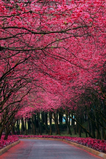 Cherry Blossom Tree iPhone Wallpaper Sakura Trees HD