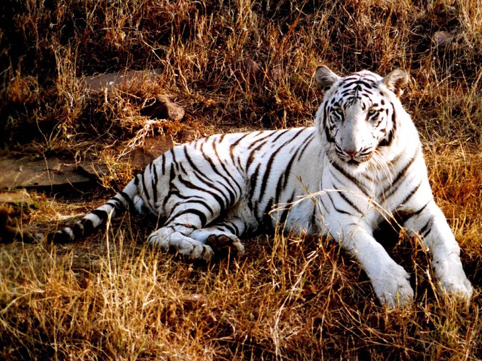Wallpaper White Tiger