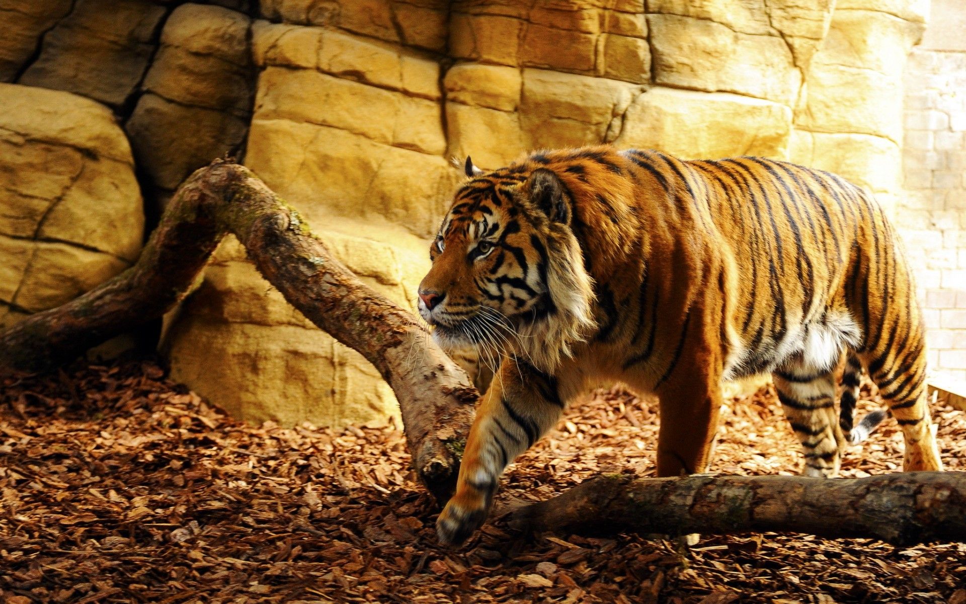 Tiger Hunter Wallpaperia Wallpaper
