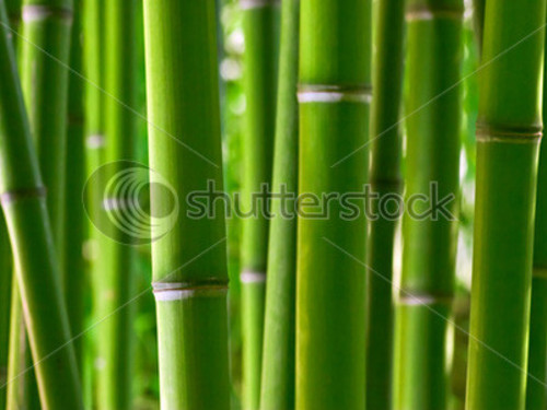 HD Bamboo Enjoy And Pictures For Your Puter