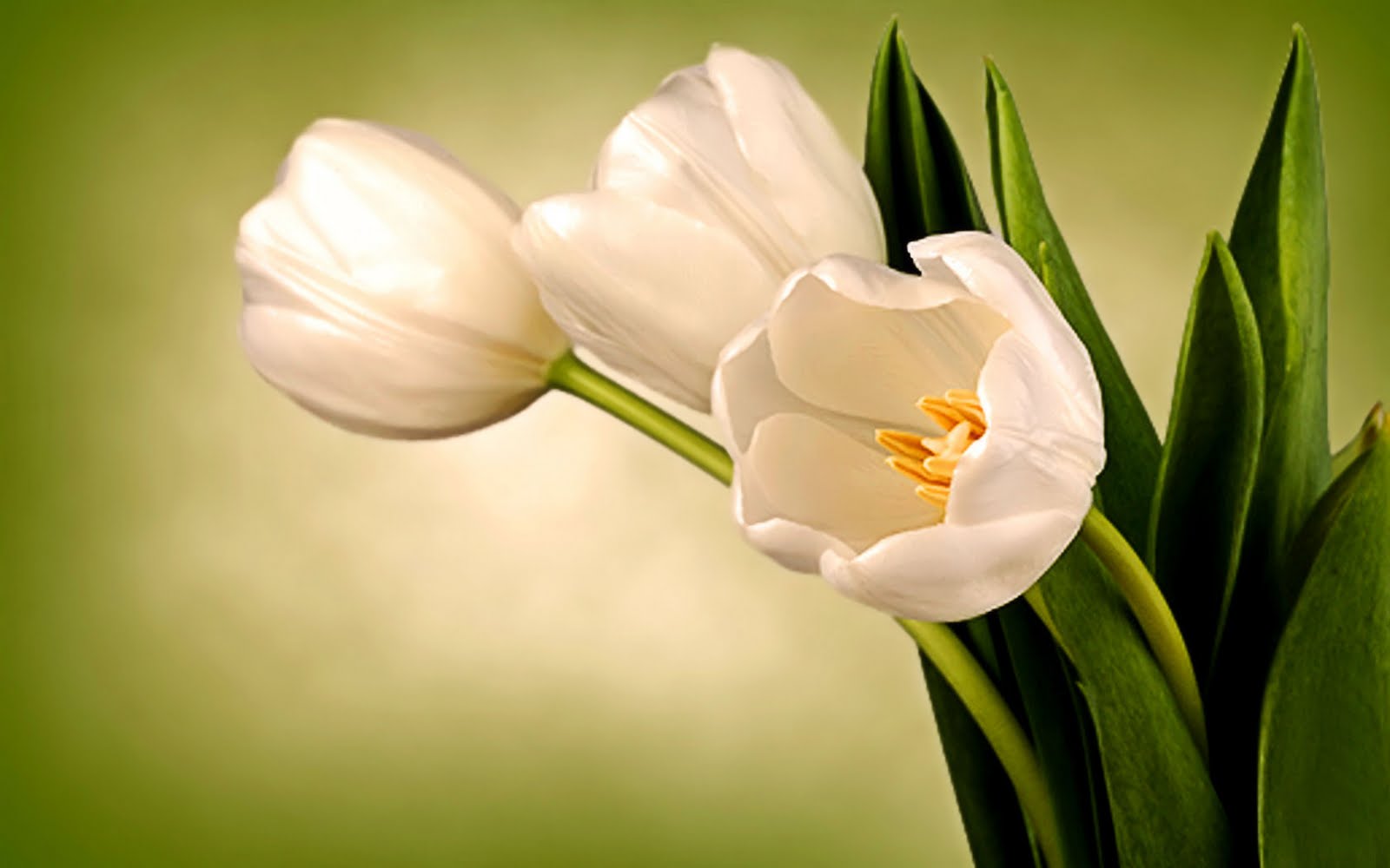 Delicate White Tulips HD Wallpaper The Database