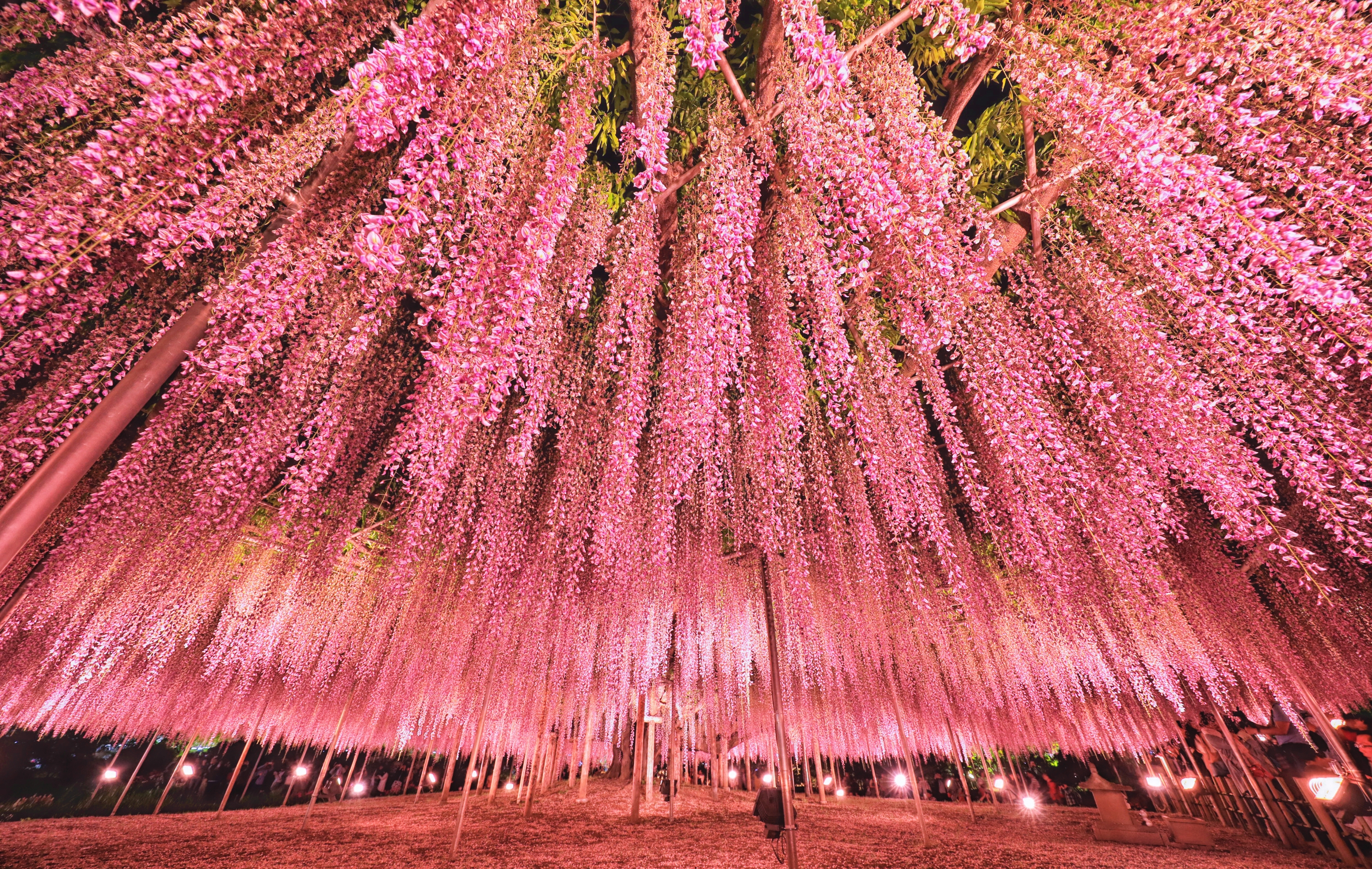 Japan Tokyo Wisteria Festival Pink Tree