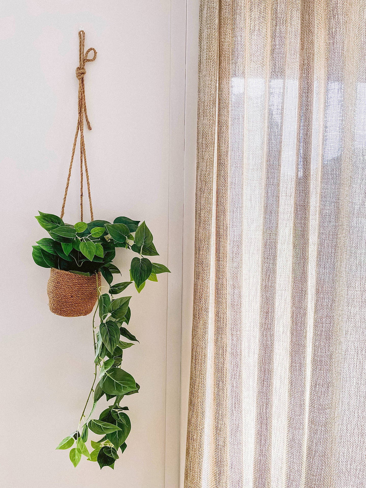 Plant Aesthetic Wallpaper