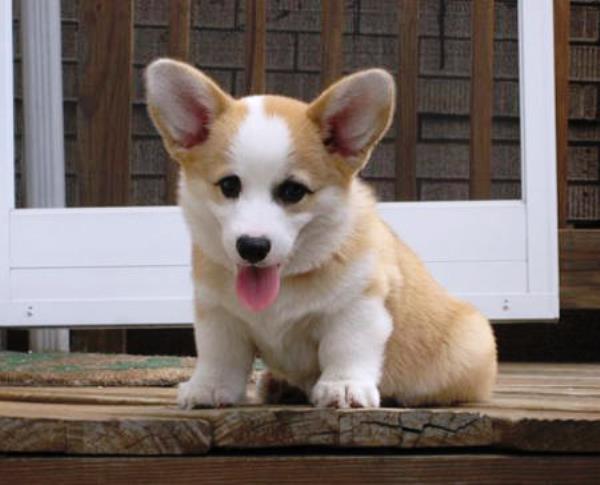 The Cutest Corgi Pictures Inter Has Ever Seen