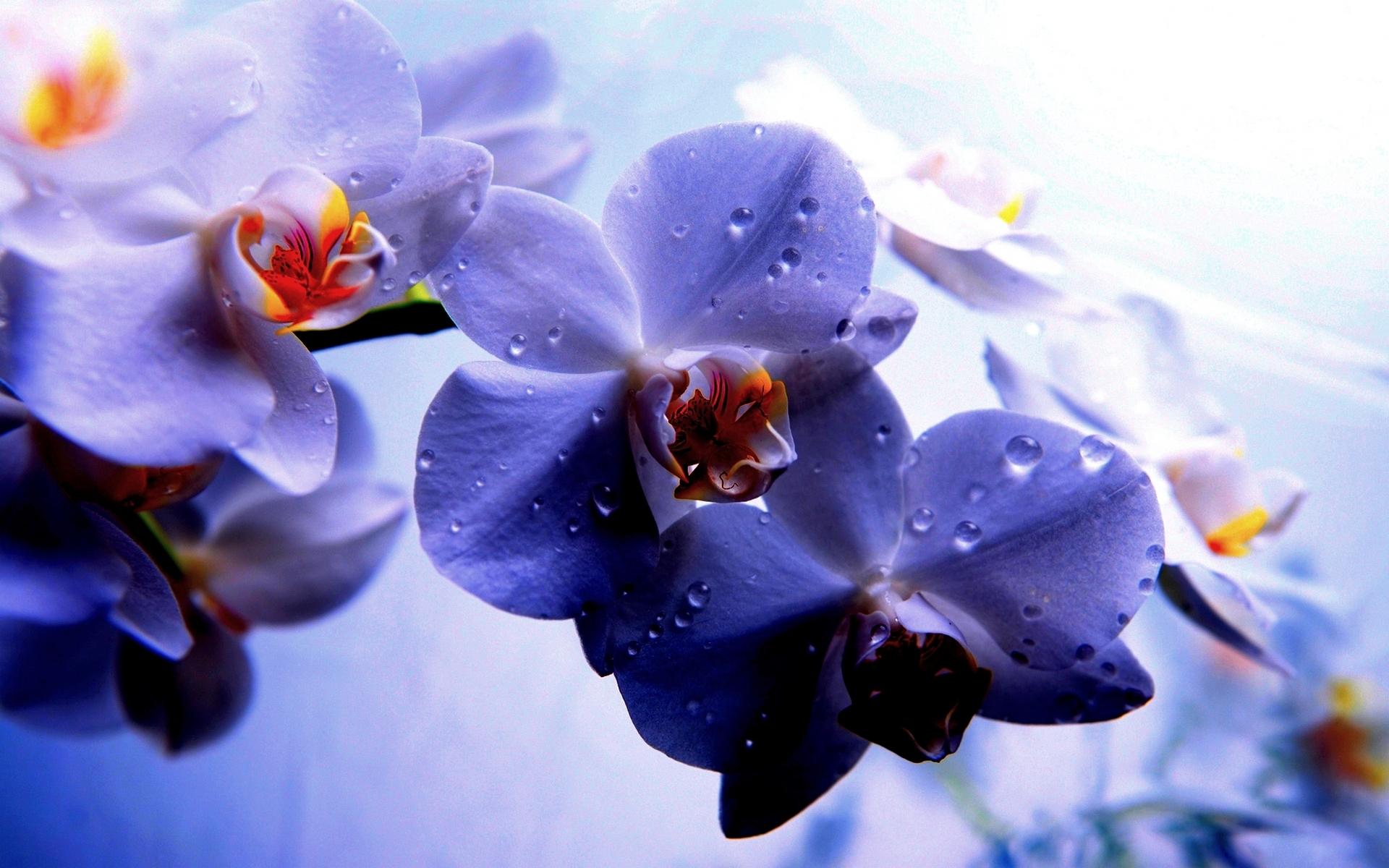 Violet Orchids Close Up HD Wallpaper