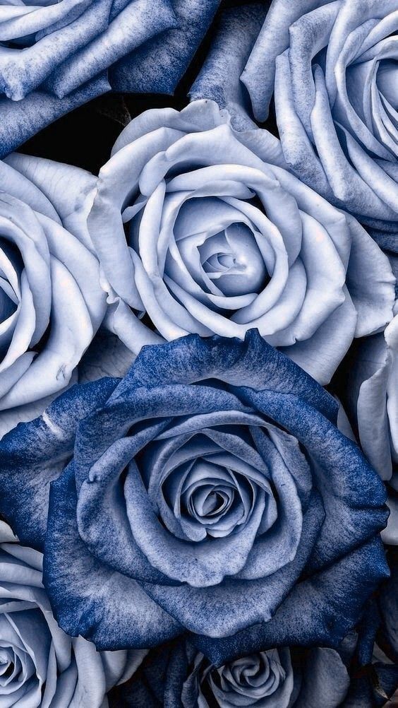 Sherry Shore On Bleu Blue Roses Wallpaper Flower