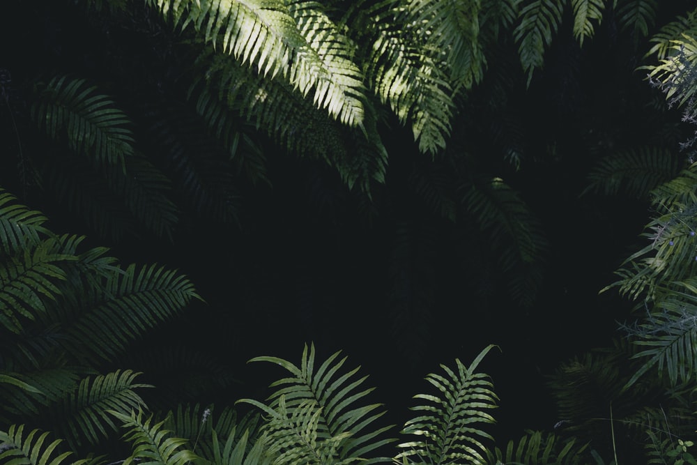 Jungle Background Image HD Background