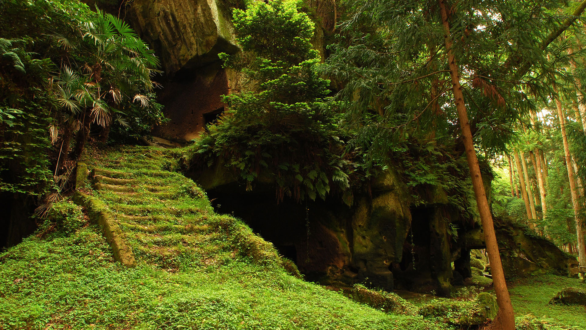 Green Mystic Forest And Small Cave Hq Desktop Background