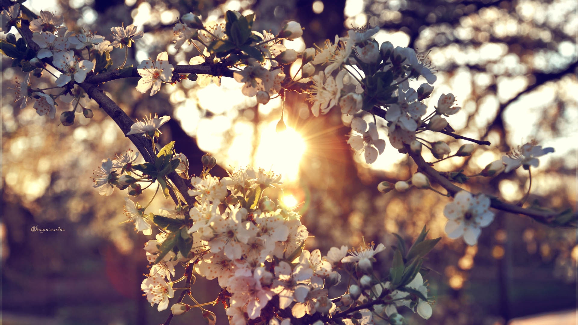 Wallpaper Branch Flowers Spring HD Background
