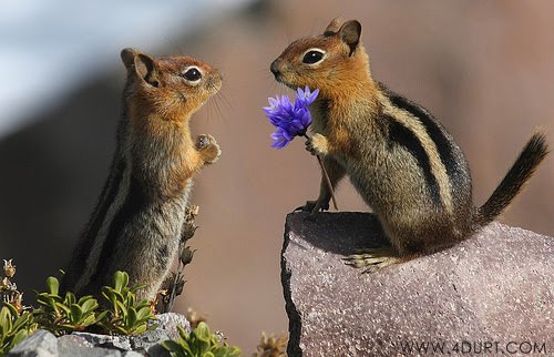 Animal Valentine Wallpaper - WallpaperSafari