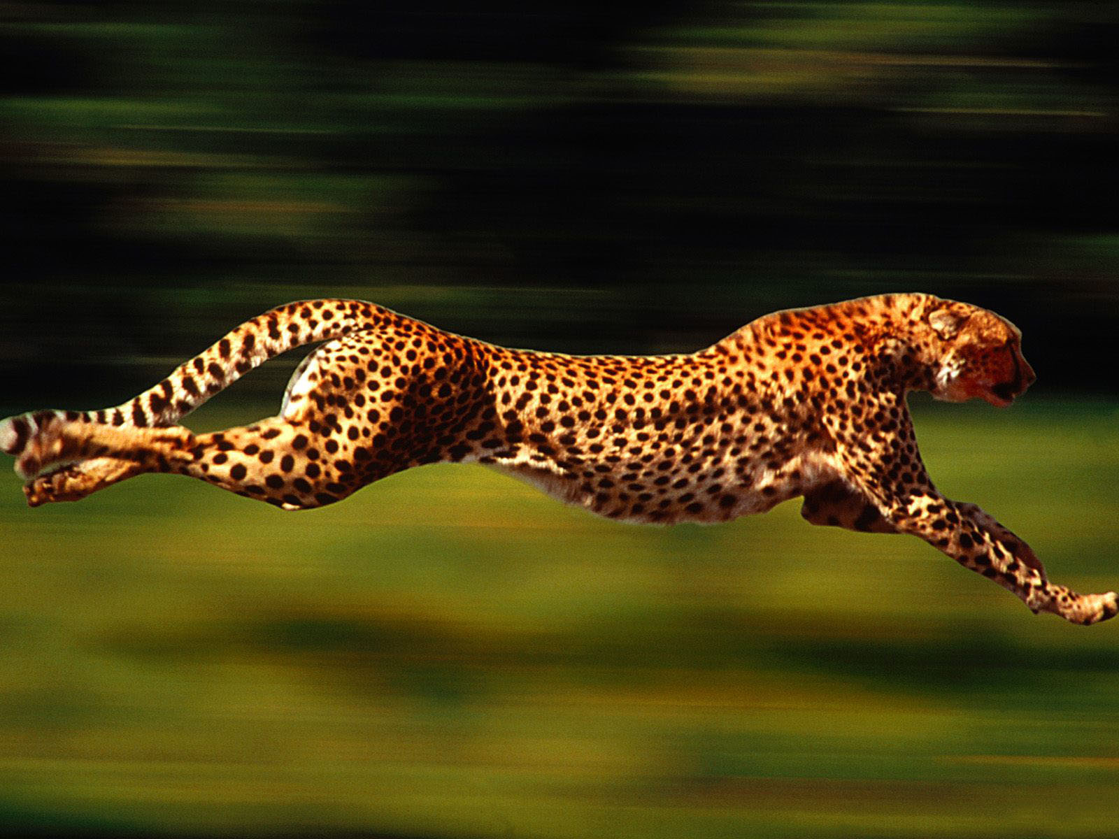 Mac Desktop Wallpaper HD Wild Africa Animals Apple Leopard