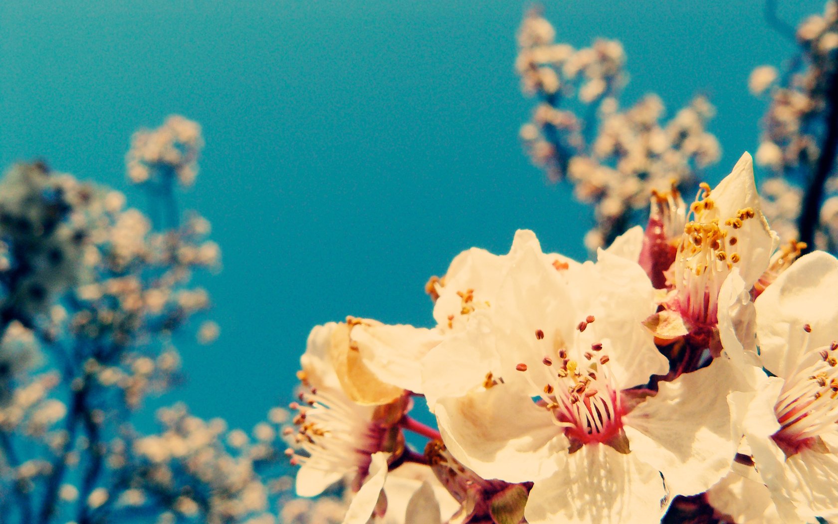Charming Nature Wallpaper