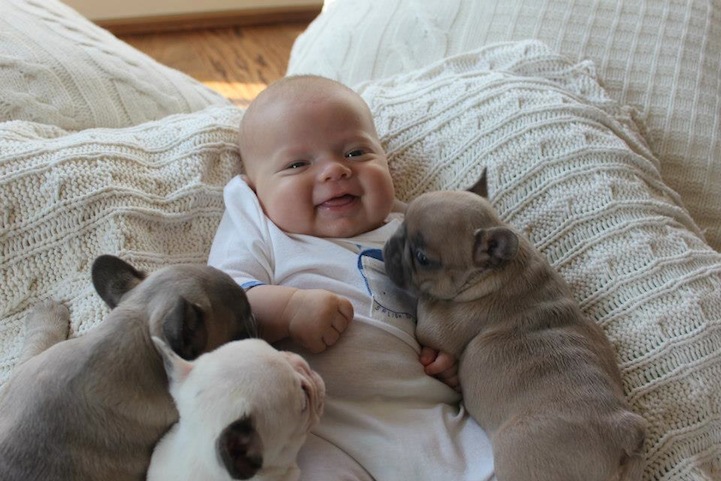 French Bulldog Puppies Cute Pictures Pets World