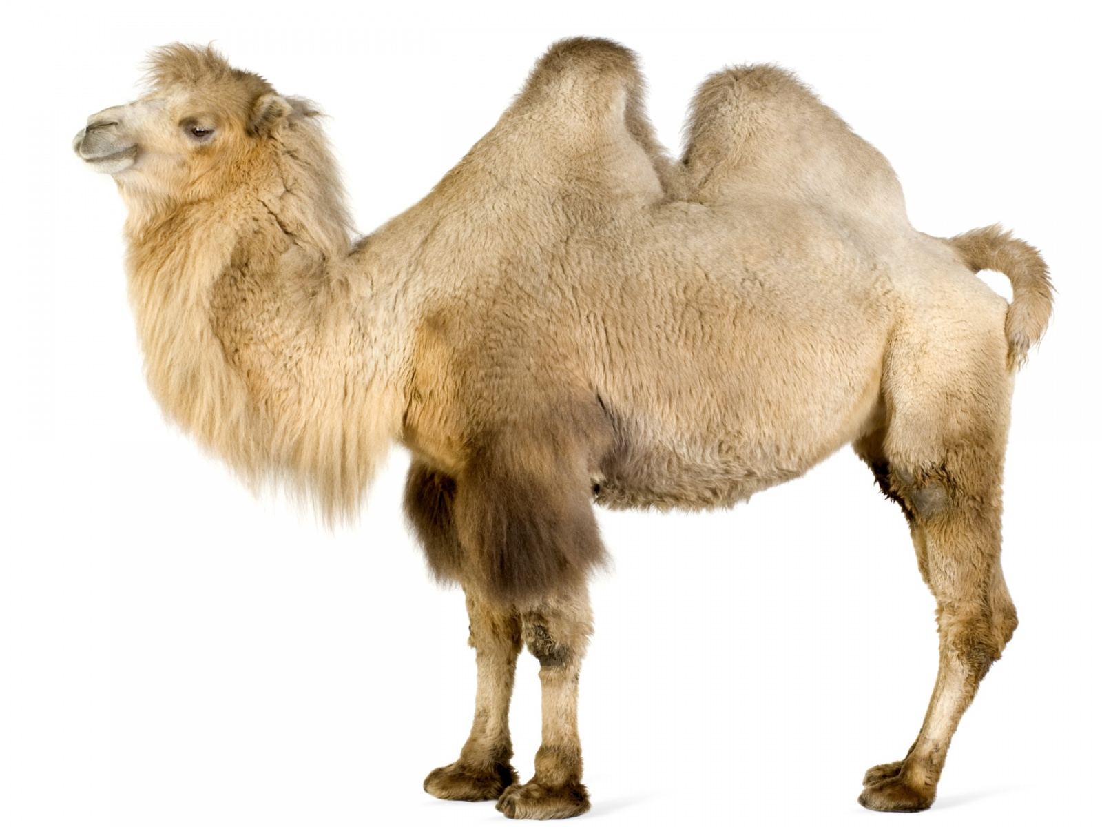 Bactrian Camel Diet Pictures Facts Habitat Behavior Life Cycles