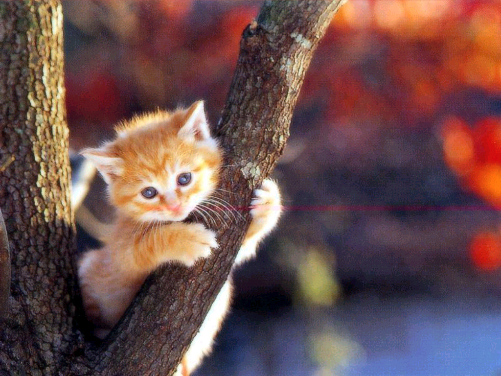 Cats Image Cat Wallpaper HD And Background