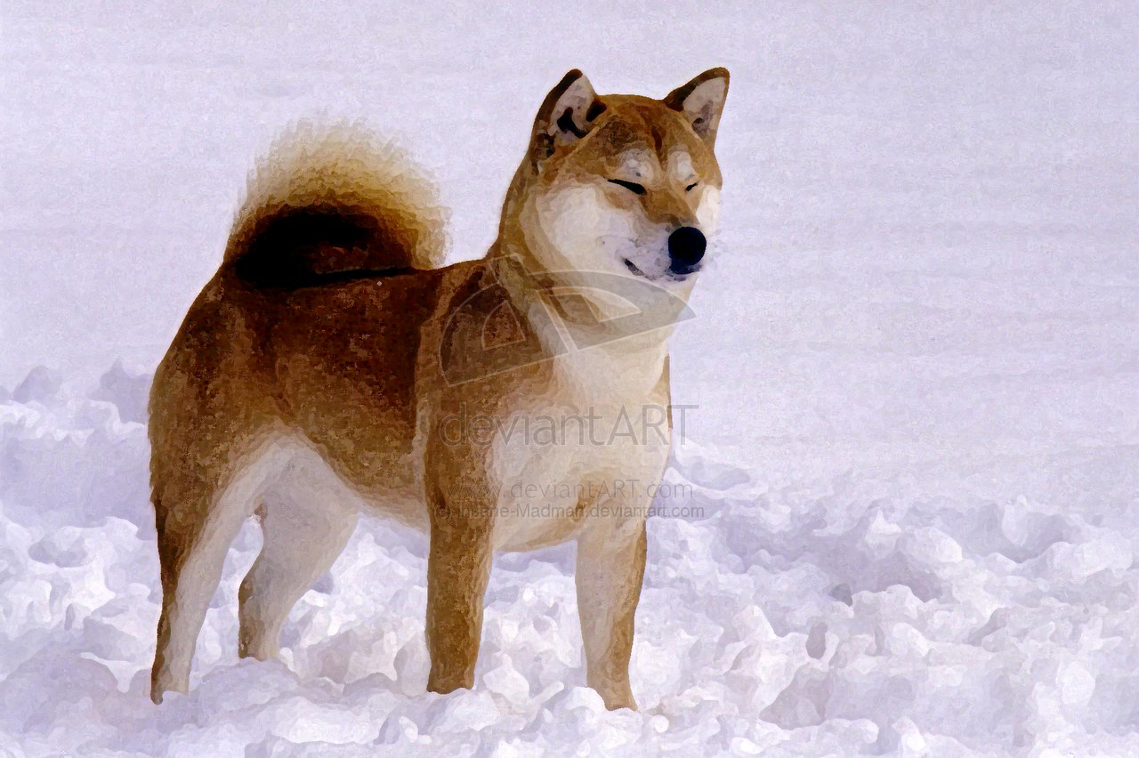 Shiba Inu Posing In Snowfield By Insane Madman