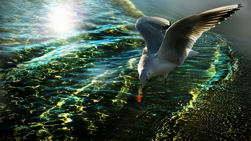 Name Seagull Water Reflection Wallpaper