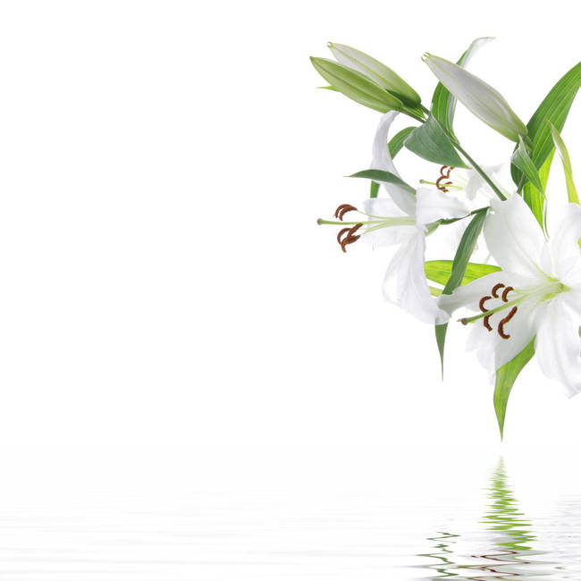White Lilia Flower Spa Design Background By Piotr Marcinski