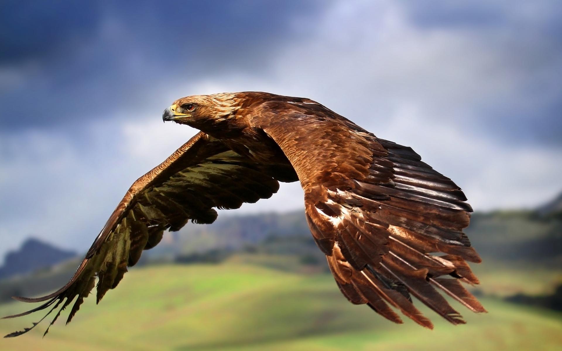 Golden Eagle Aquila Chrysaetos Our Wild World