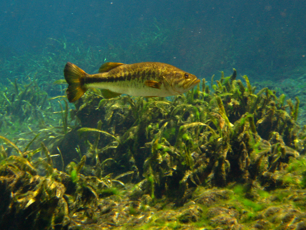 Best Smallmouth Wallpaper
