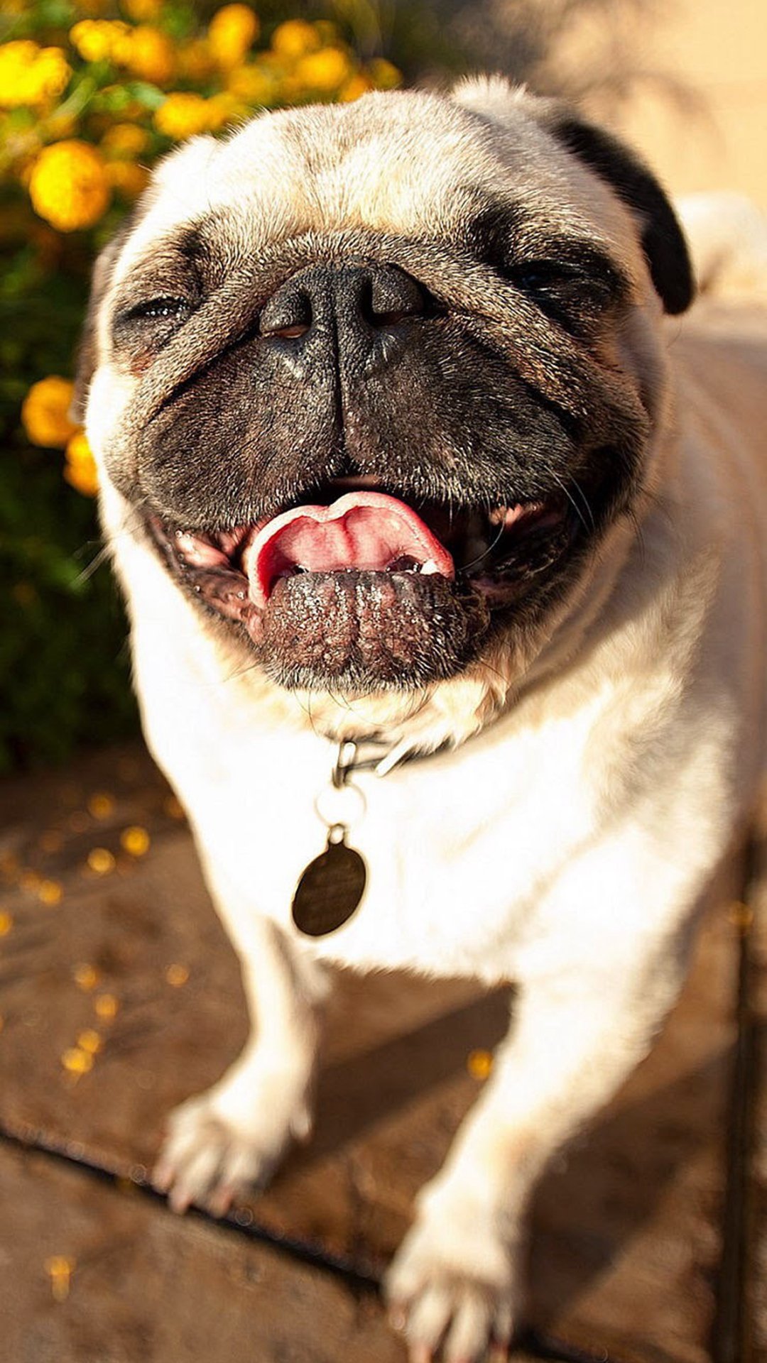 Cute Animals iPhone Wallpaper You Would Love To