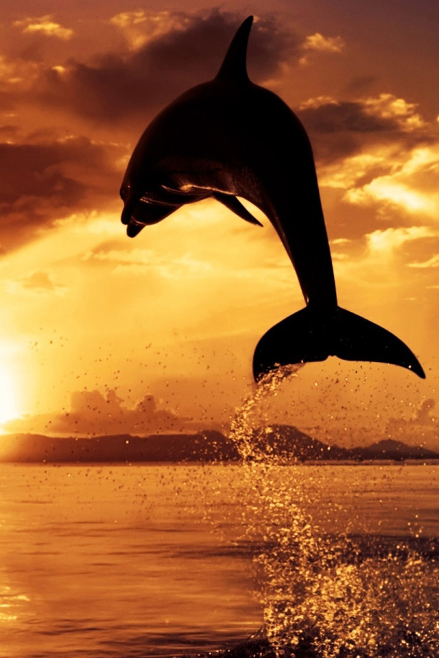 Dolphin Jump iPhone Wallpaper HD