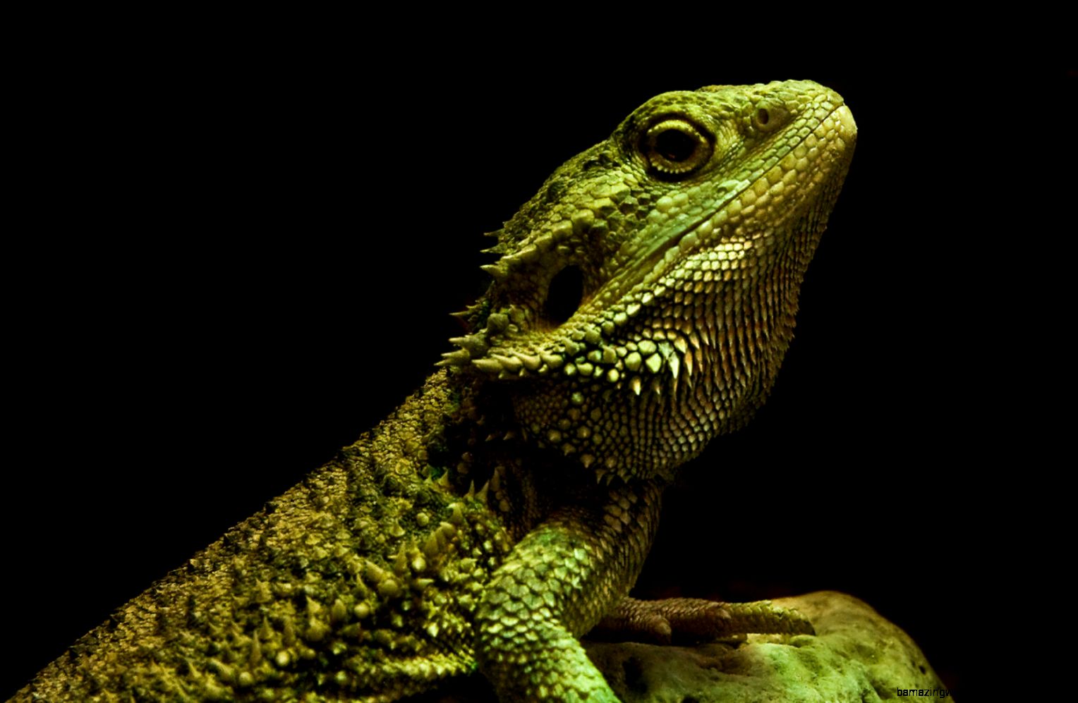 22 Reptile HD Wallpapers Backgrounds