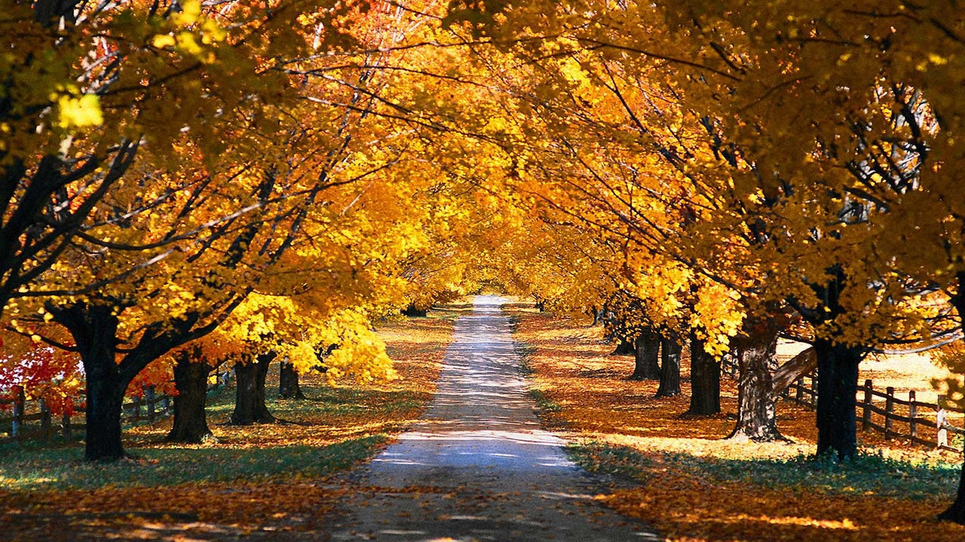 Autumn Road 1080p Wallpaper HD 1920x1080 5757