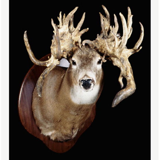 Sammy Walker Replica Unscoreable Non Typical At Legendary Whitetails