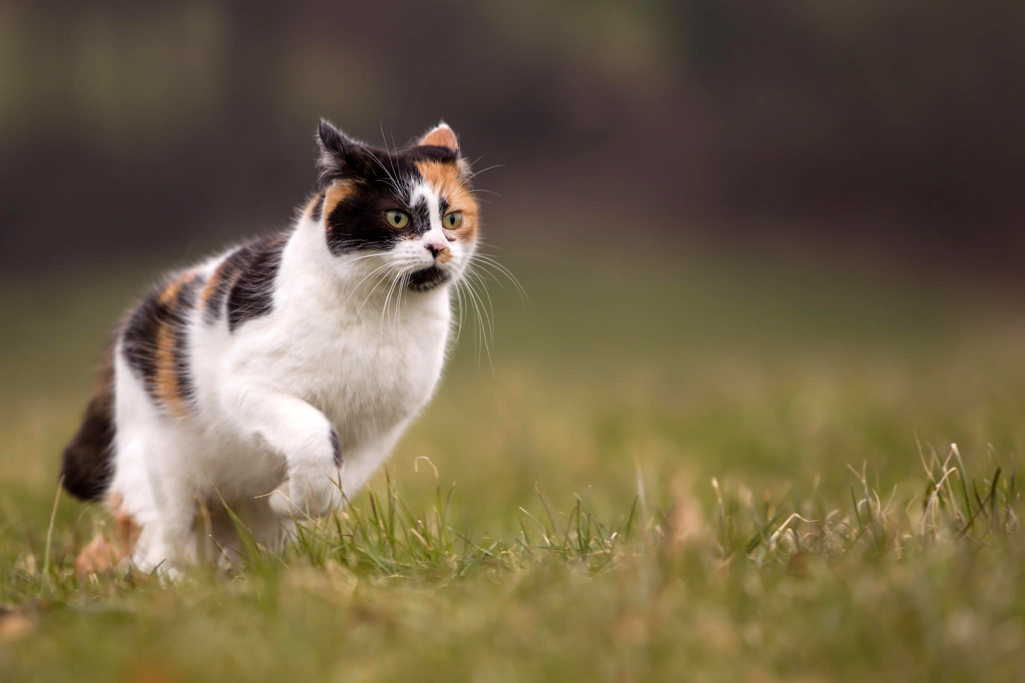 Wallpaper Cat Running Grass Summer Blur Desktop