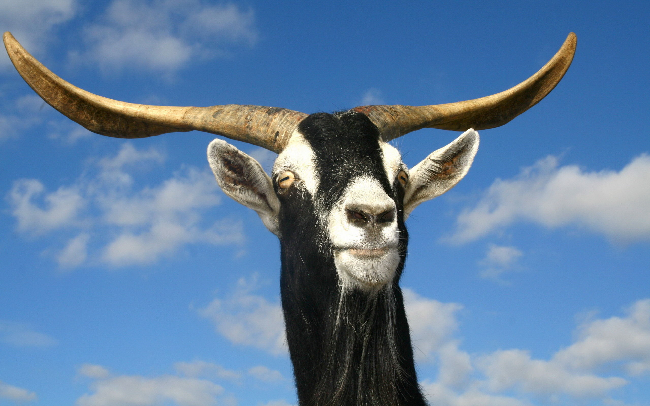 Horny Goat Wallpaper And Image Pictures Photos