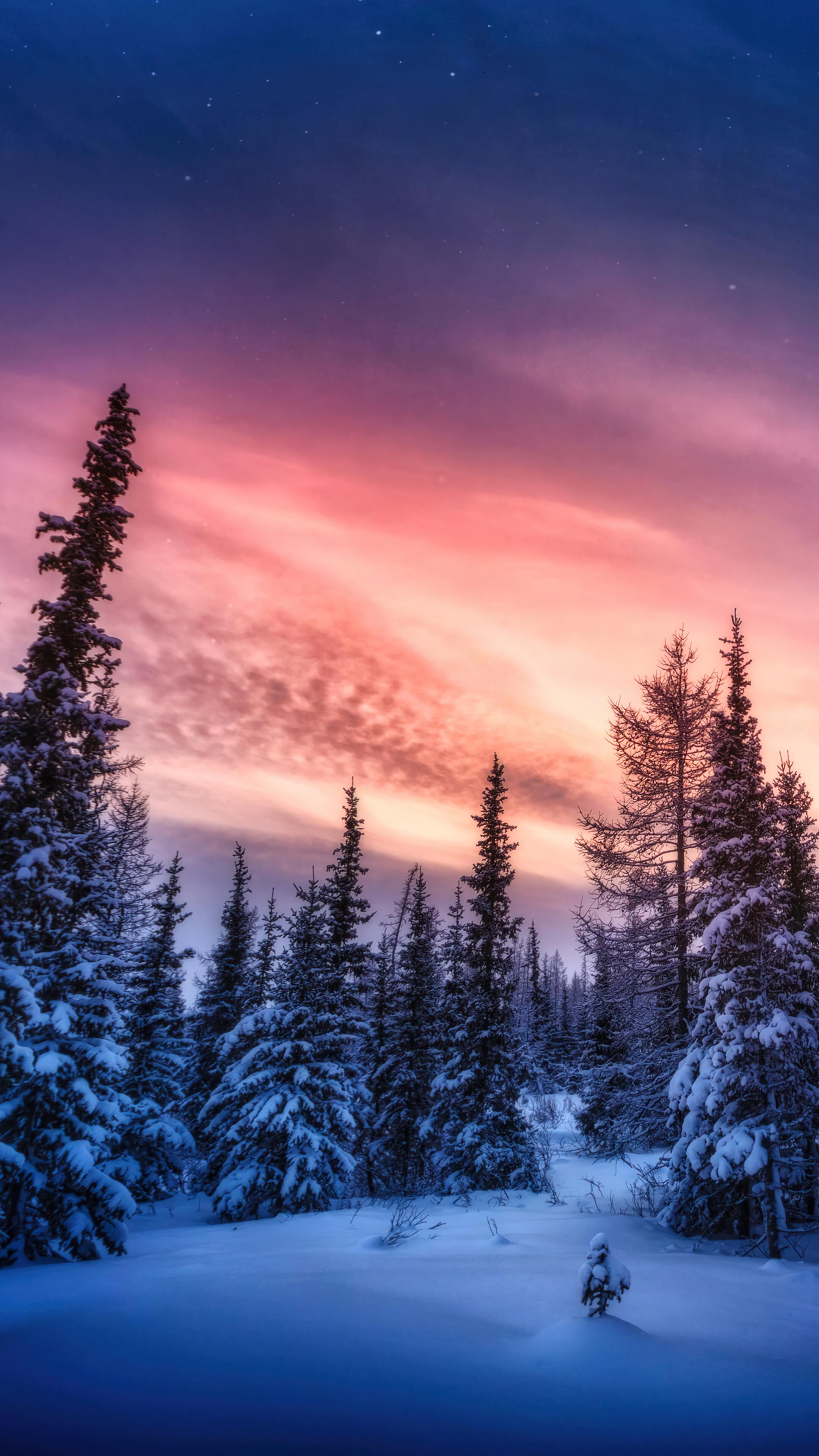 Snowy Forest Sunset Scenery 4K Wallpaper iPhone HD Phone 5680f