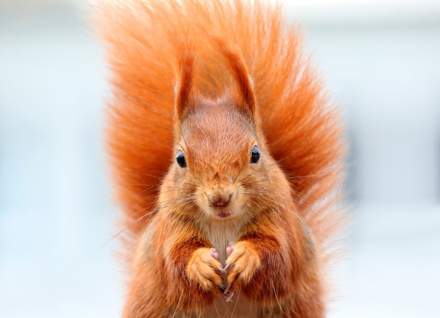 Squirrel Bushy Tail Muzzle Animal Stock Photos Image HD